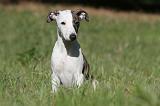 WHIPPET 093